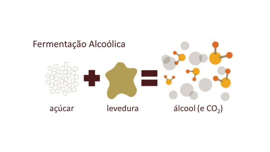 Fermentação - Conceito, processos e características