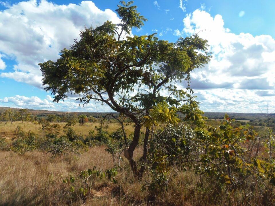 Cerrado Características Do Bioma Terrestre Localização E Importância 1260