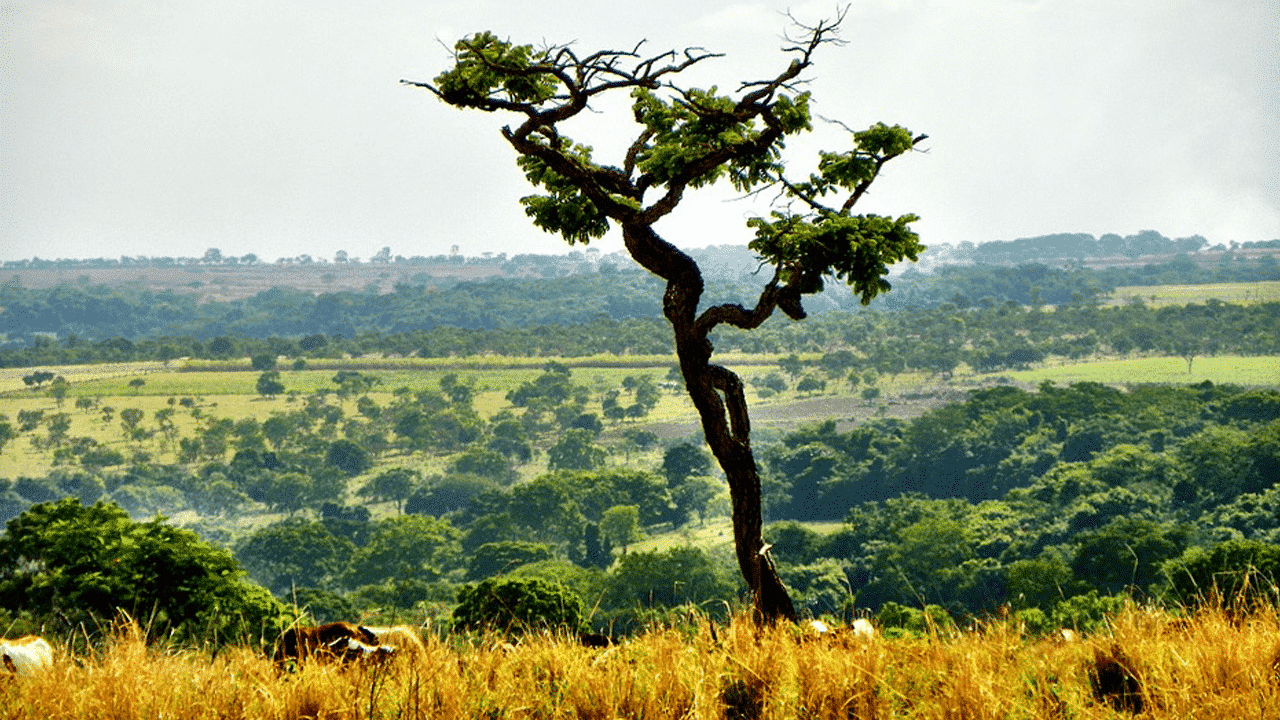 Cerrado - Características do bioma terrestre, localização e importância