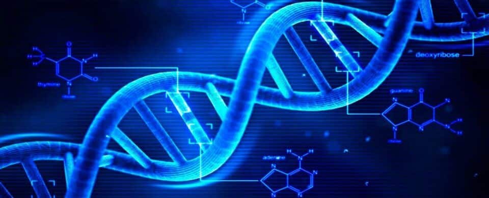 Genetica O Que E Os Elementos Basicos E As Principais Descobertas