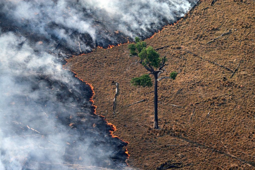 Queimadas O Que S O Causas Tipos E Consequ Ncias Ao Meio Ambiente