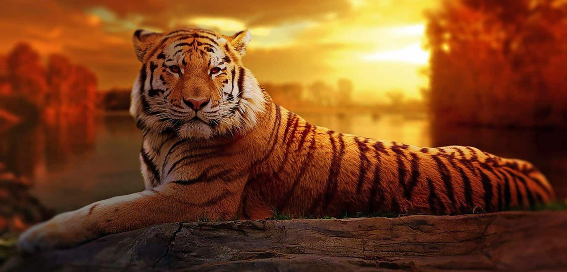 Tigres Asiáticos, o que é? Características e crescimento econômico