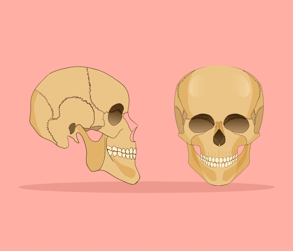 Maxila, o que é? Definição, estrutura e principais características
