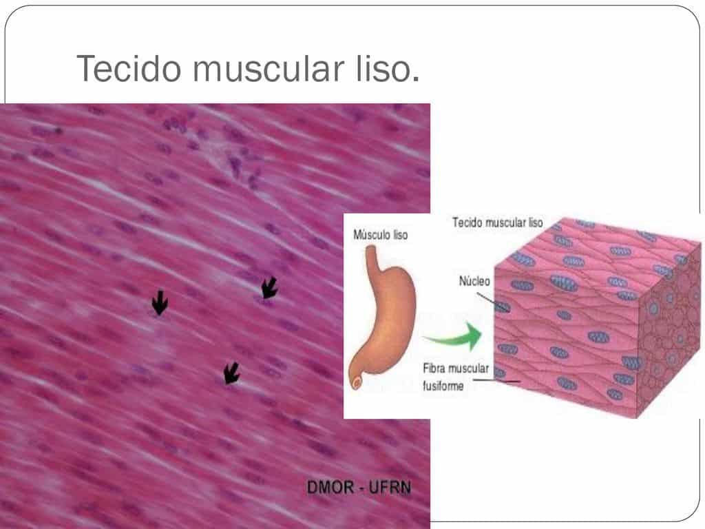 Tecido Muscular O Que Defini O Principais Tipos E Caracter Sticas