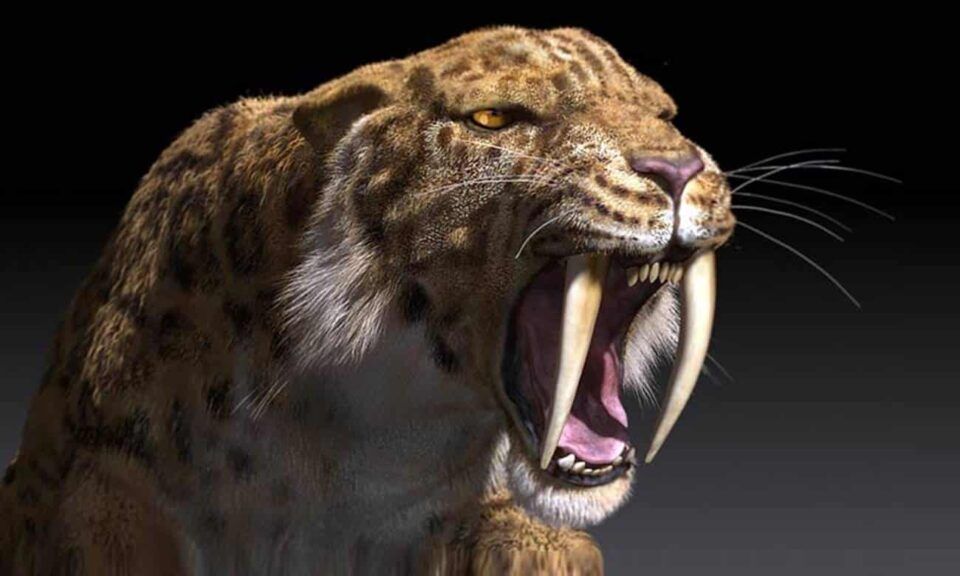 Tigre-dente-de-sabre – Característica, comportamento e extinção do animal