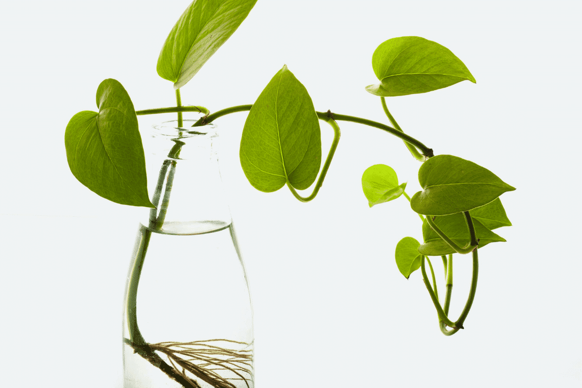 Vacúolos: o que são?