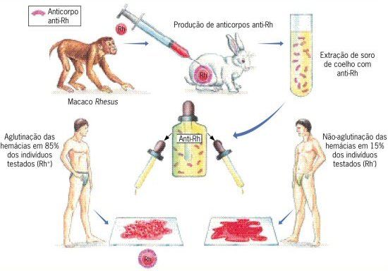 Fator Rh O Que é Definição Genética E Presença Na Gravidez 