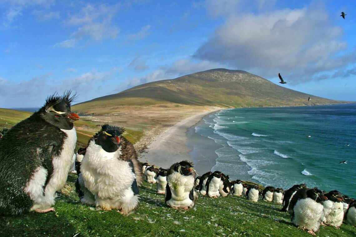 Malvinas: conceito, história, conflitos e características