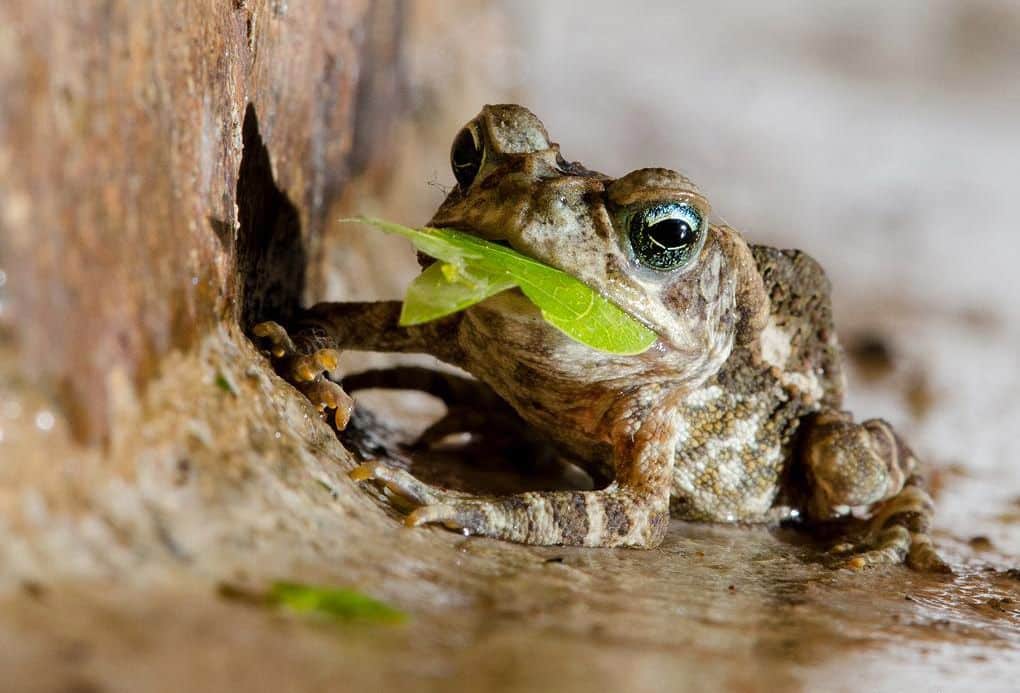 Кошки едят лягушек