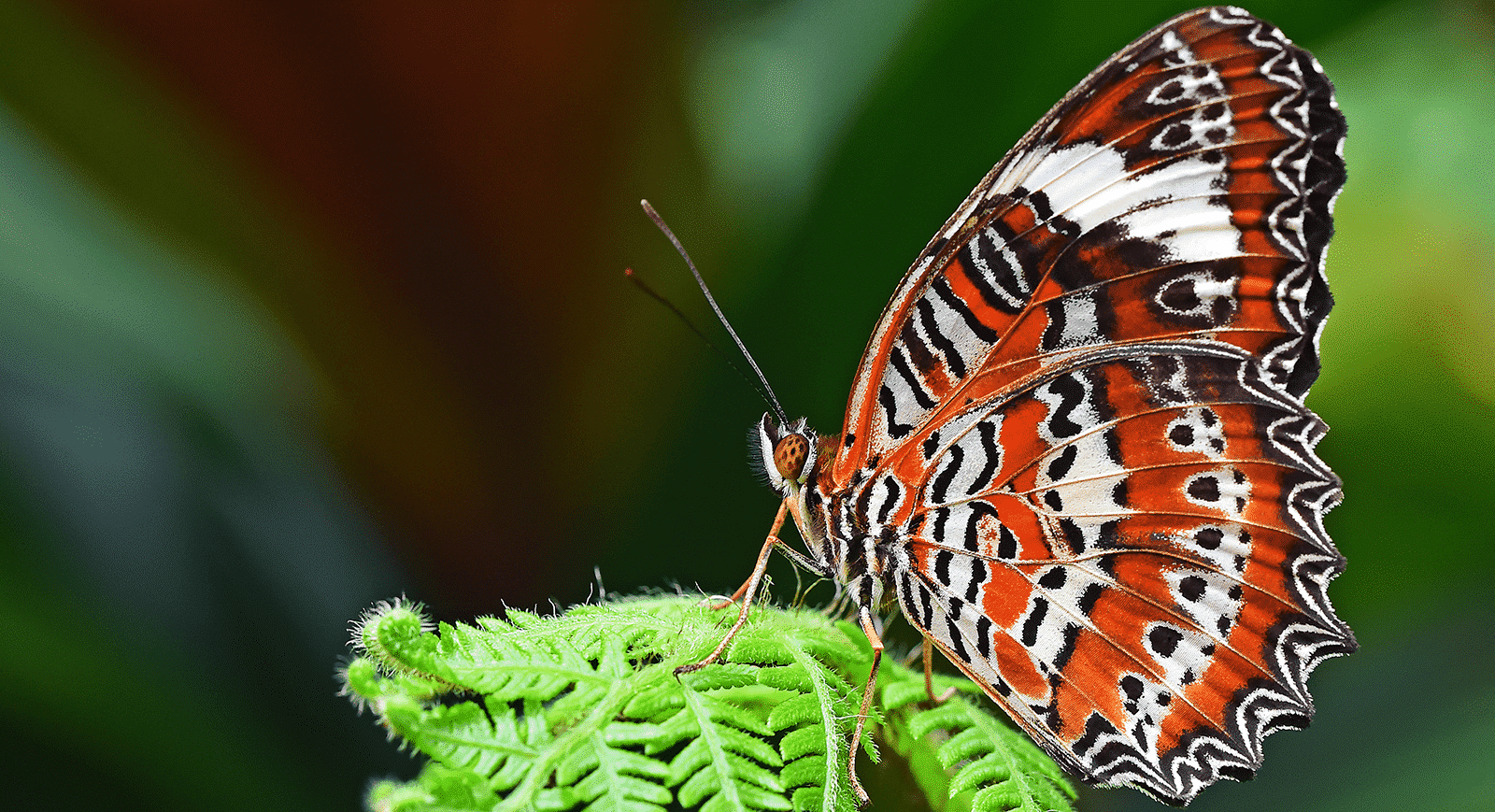 O que é Ecologia? Divisões, níveis de organização e conceitos