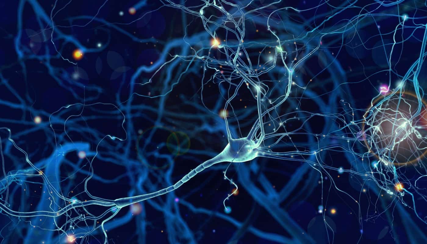 Tecido Nervoso: Composição, funções, tipos e localização