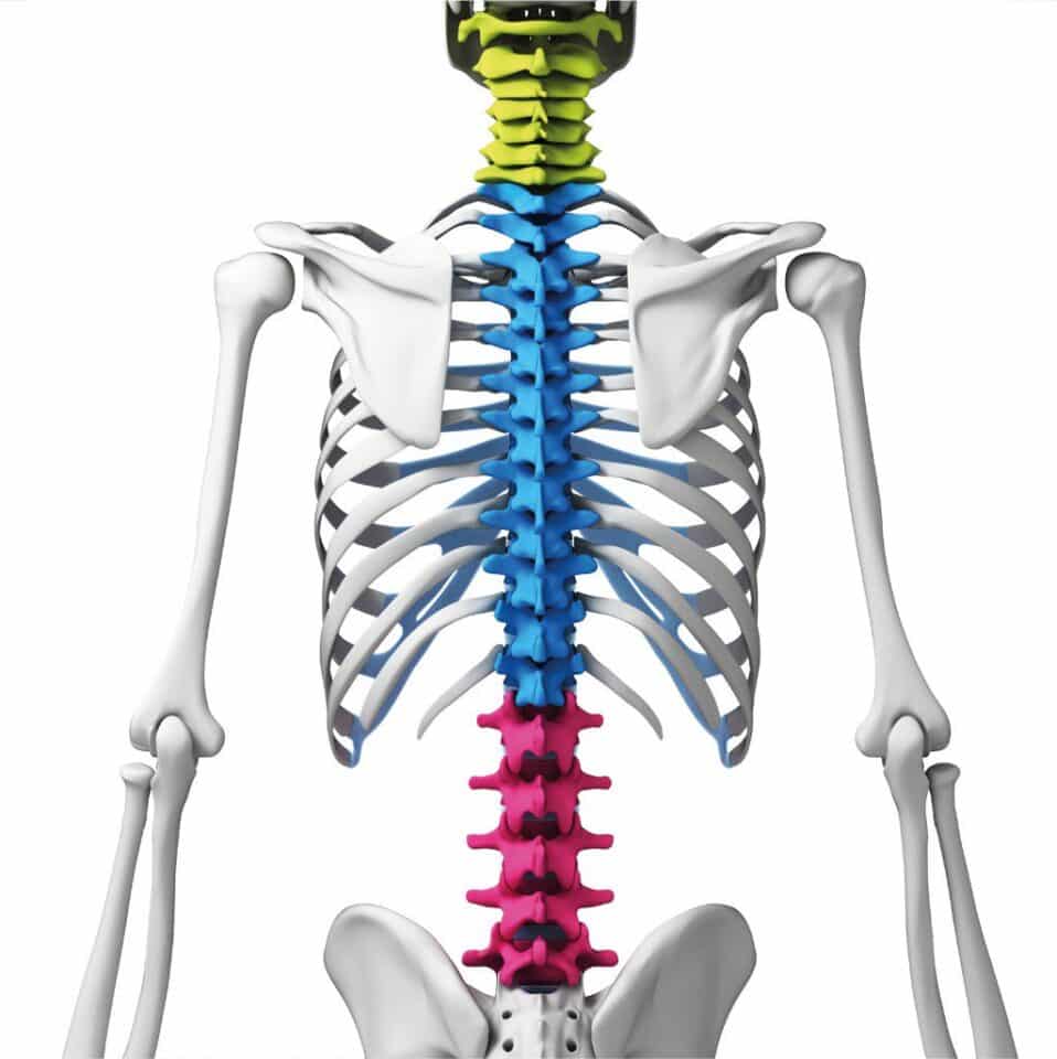 A Coluna Vertebral é Composta Por Quantas Vértebras
