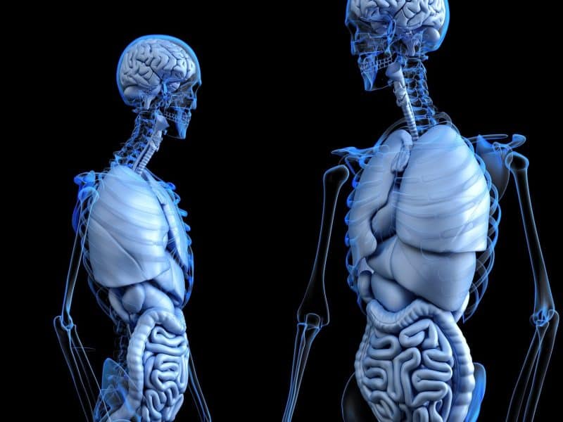 tecido muscular liso