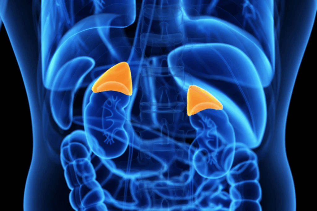 glândulas suprarrenais